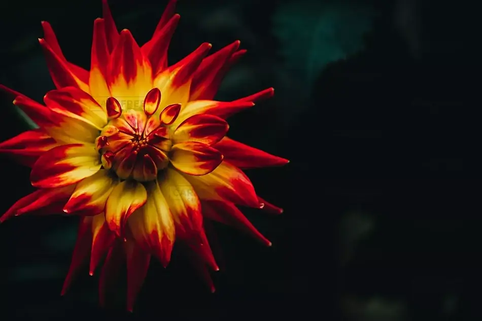 General Section Image