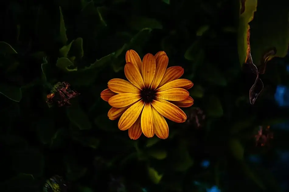 General Section Image