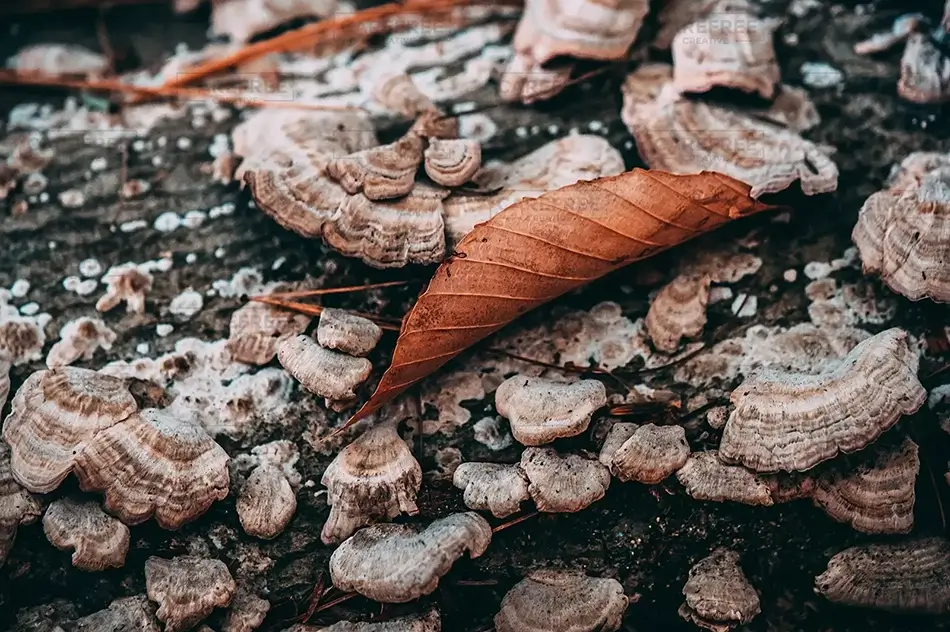 General Section Image