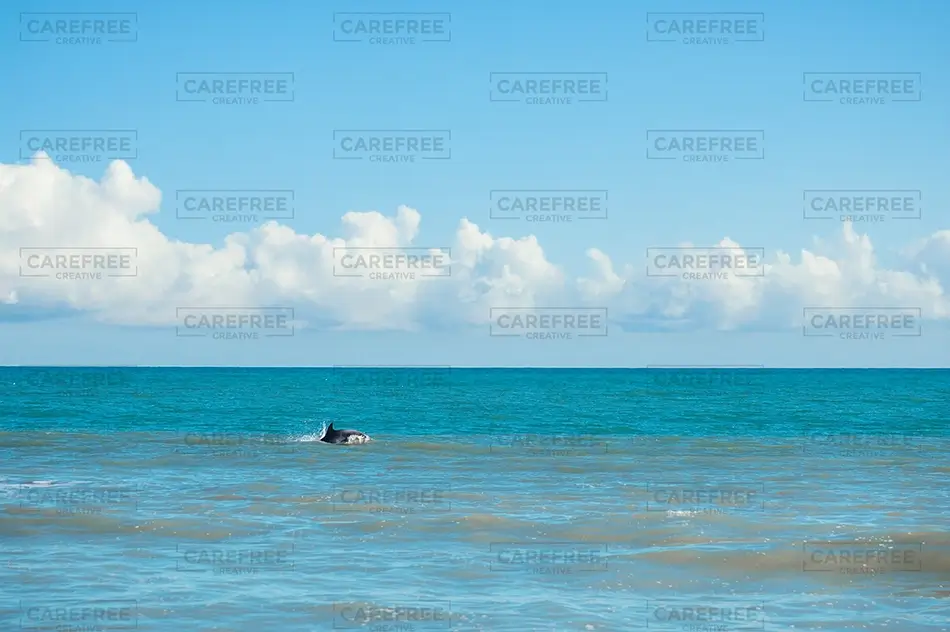 General Section Image