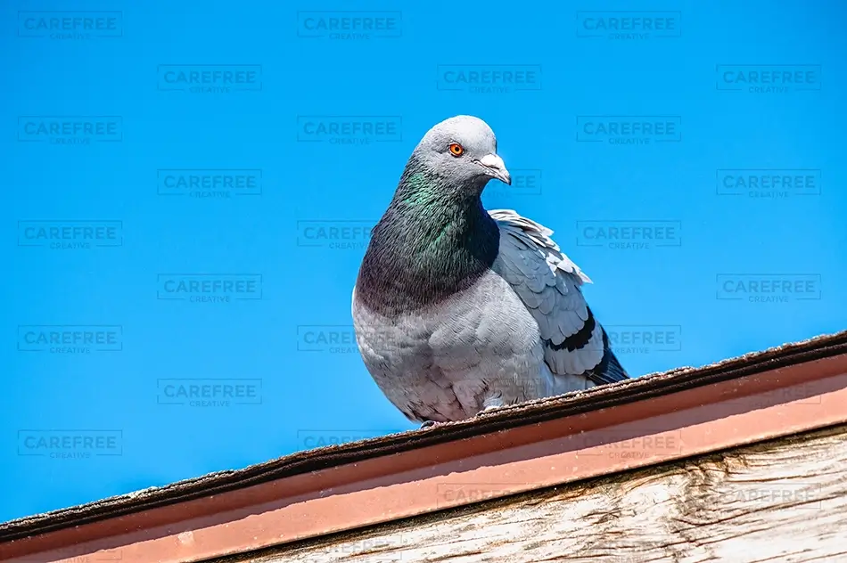 General Section Image