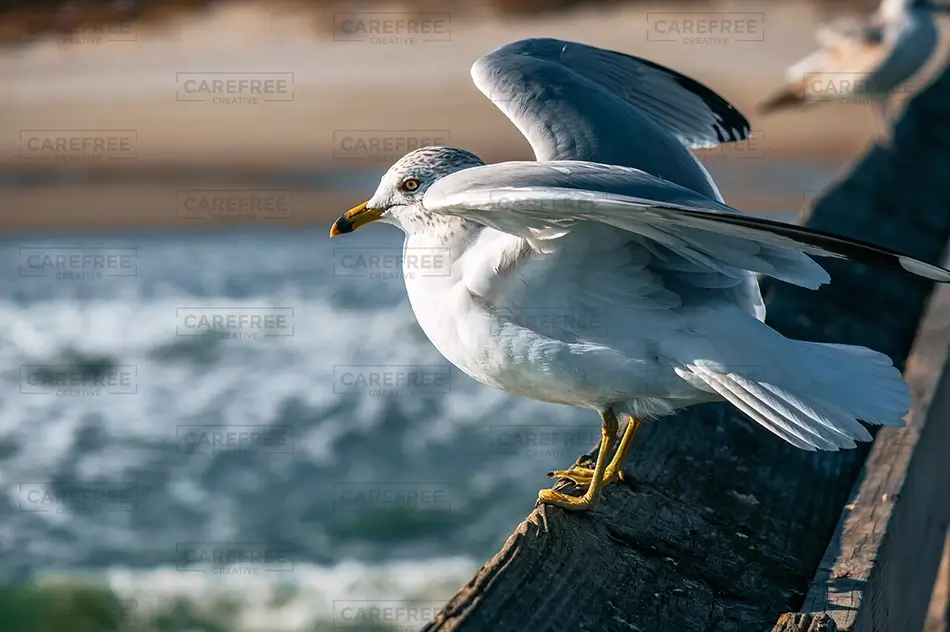 General Section Image