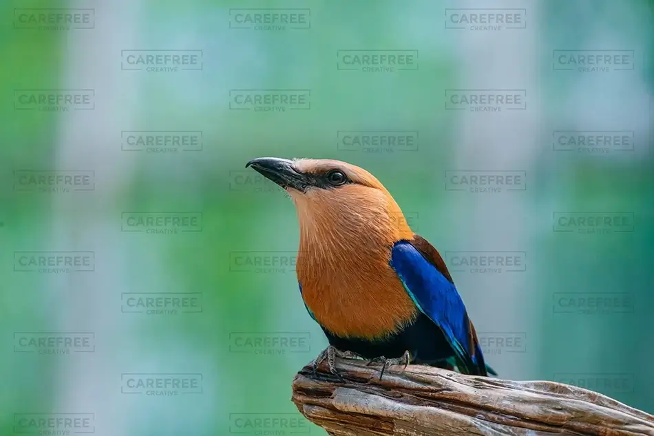 General Section Image