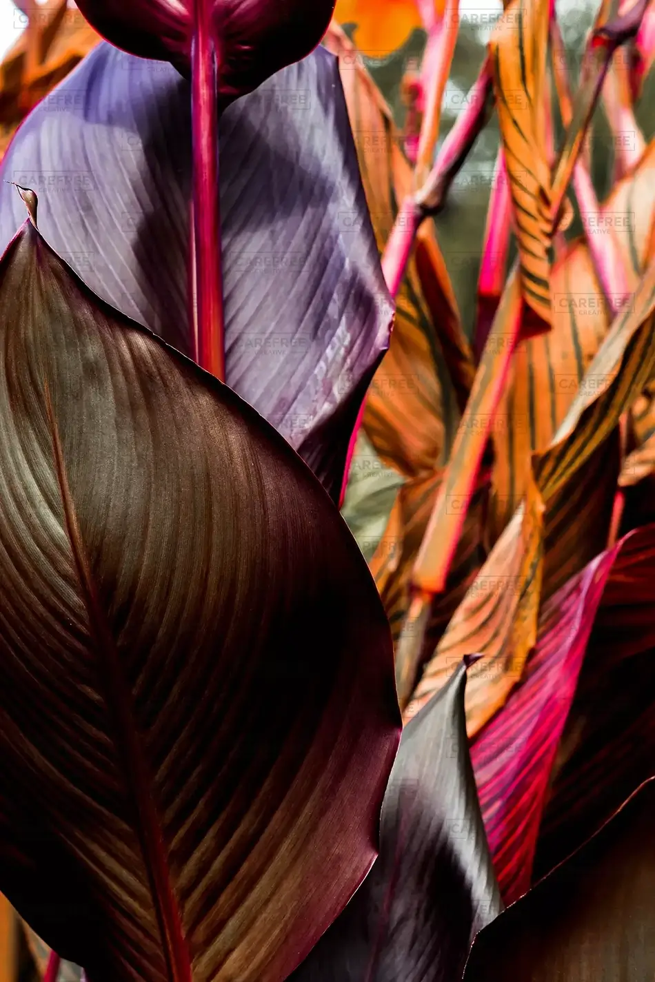 General Section Image