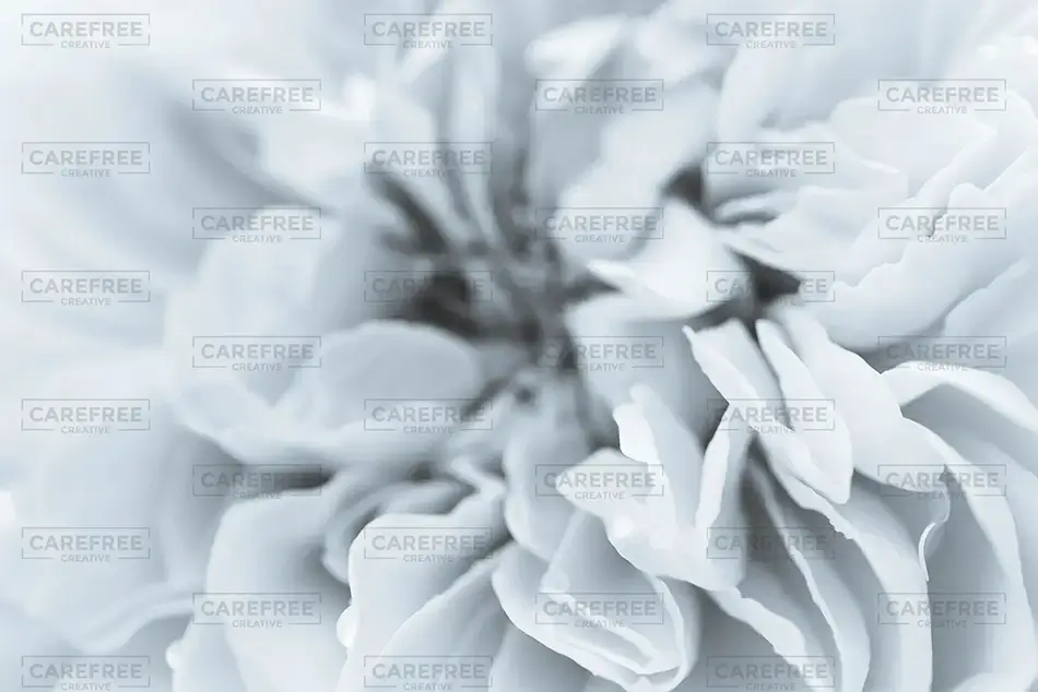 General Section Image