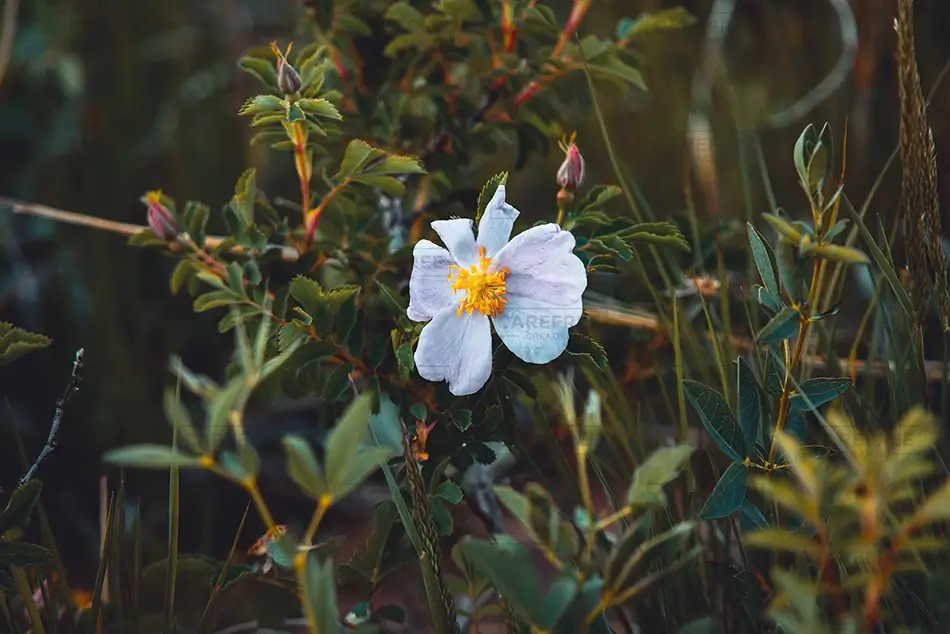 General Section Image