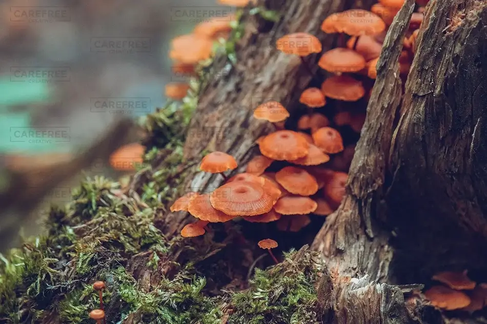 General Section Image