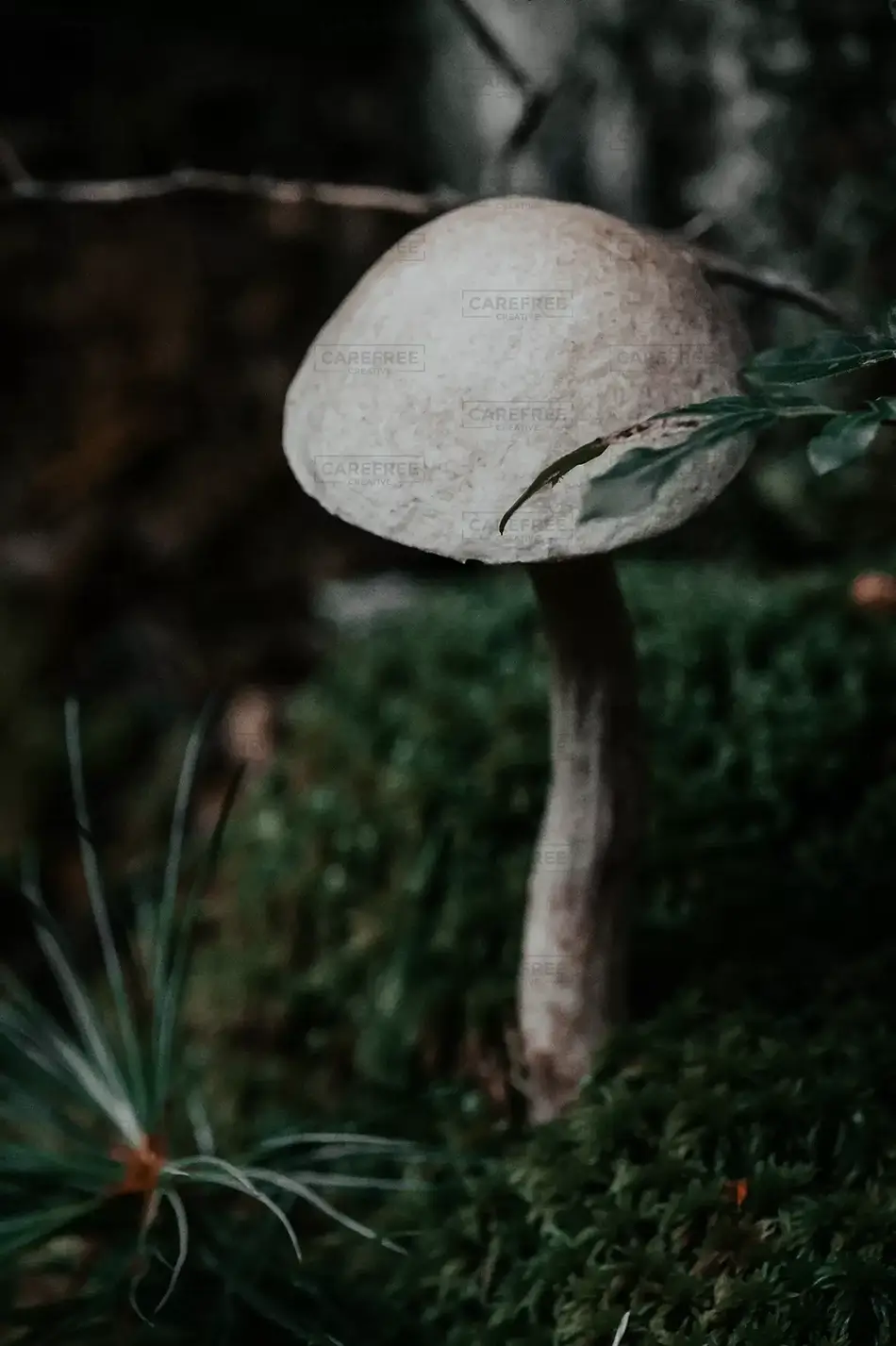 General Section Image