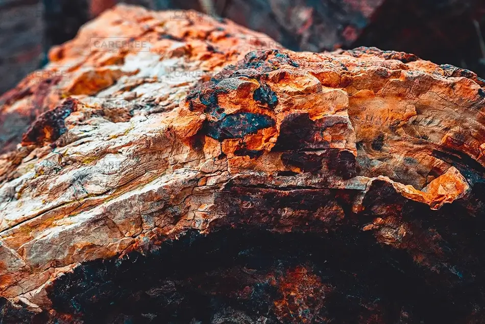 General Section Image