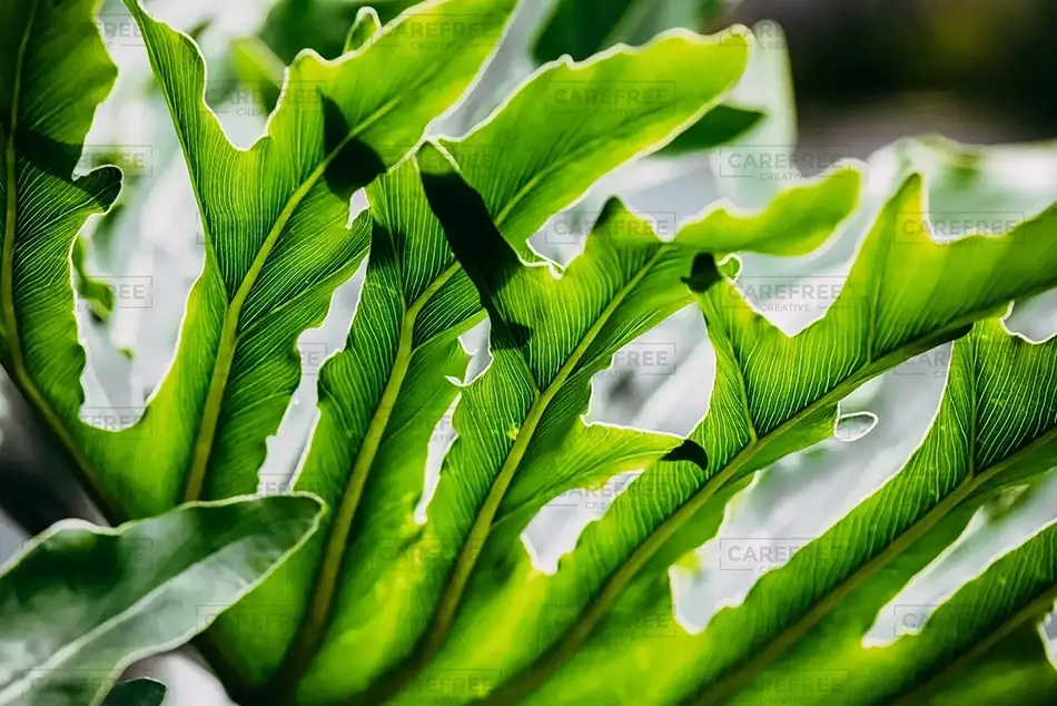 General Section Image