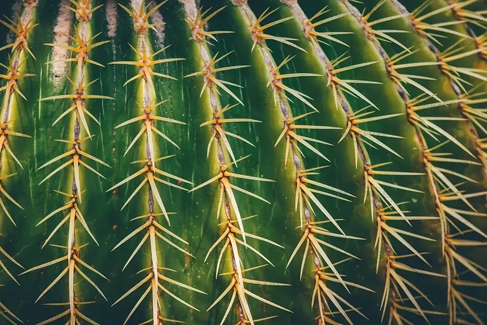 General Section Image