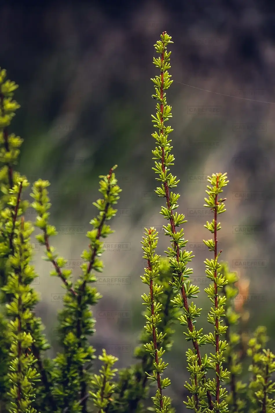 General Section Image