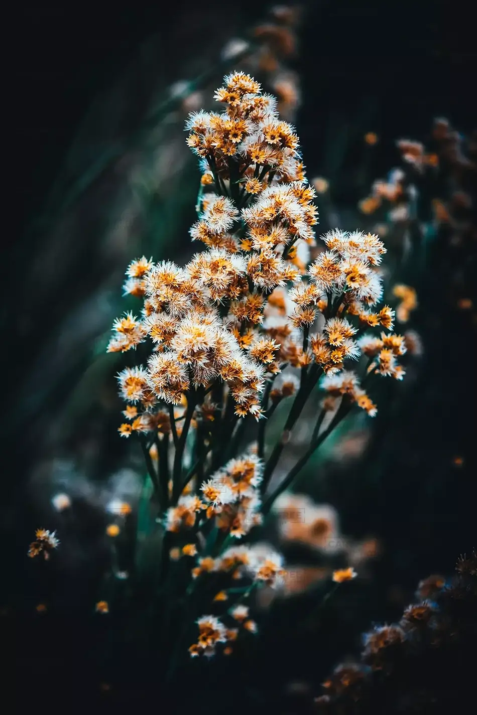 General Section Image