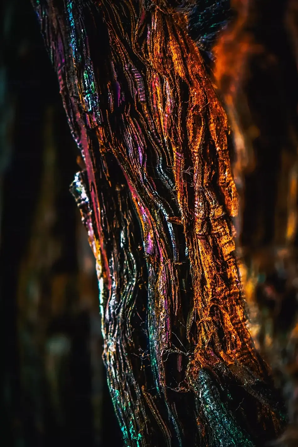 General Section Image