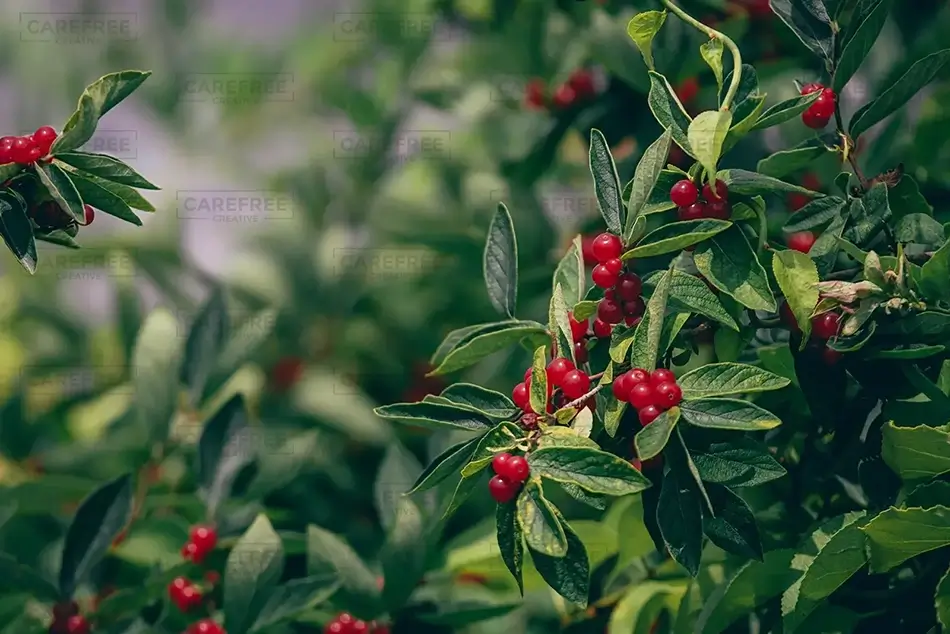 General Section Image