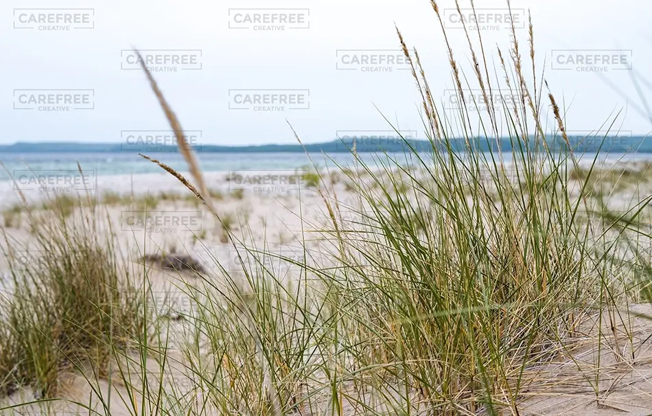 General Section Image