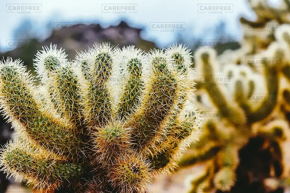 General Section Image