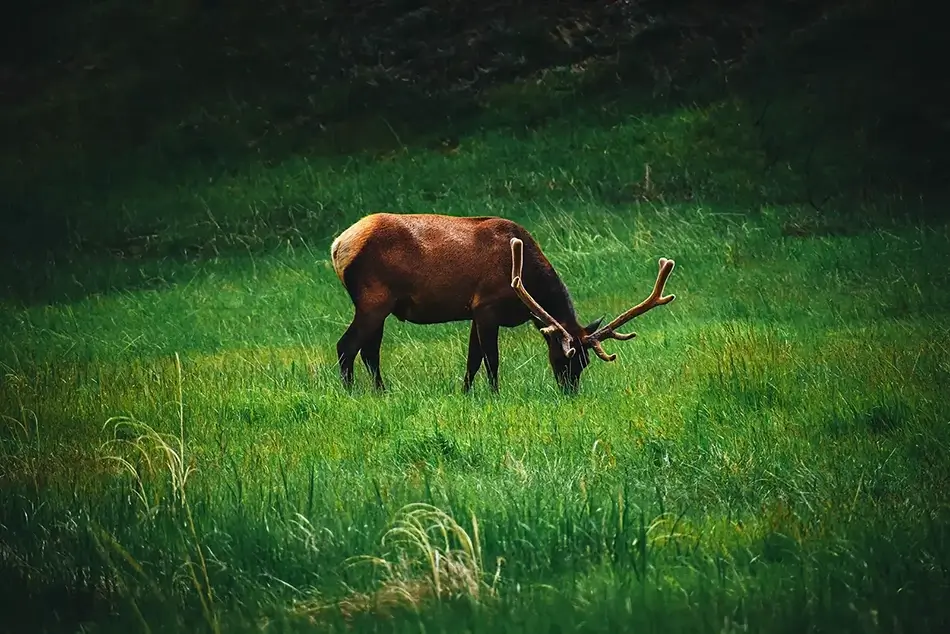 General Section Image