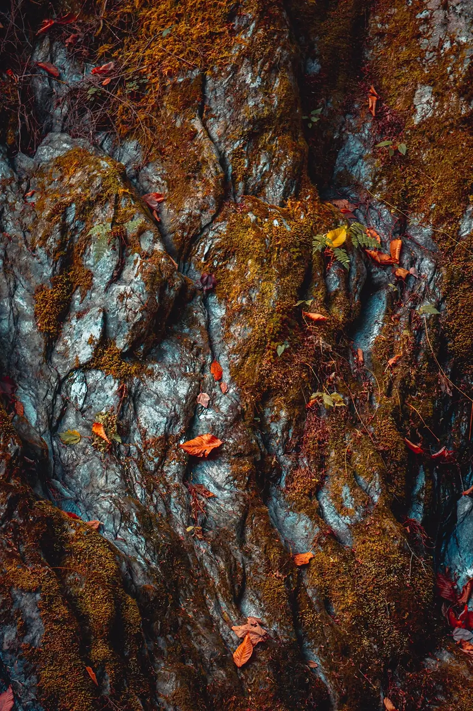 General Section Image