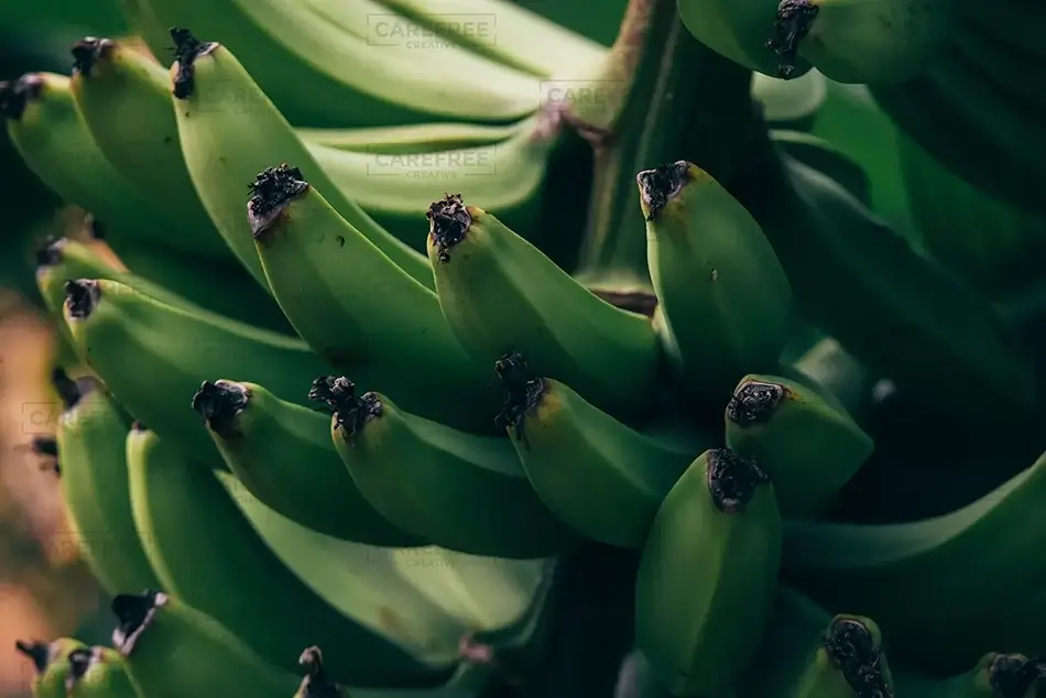 General Section Image