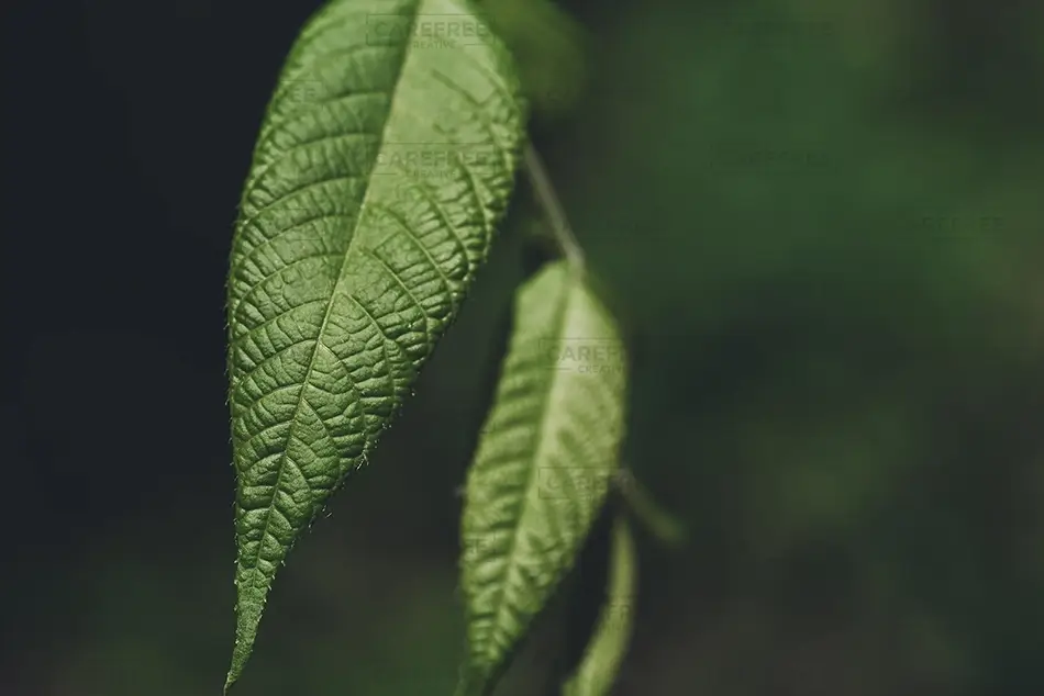 General Section Image