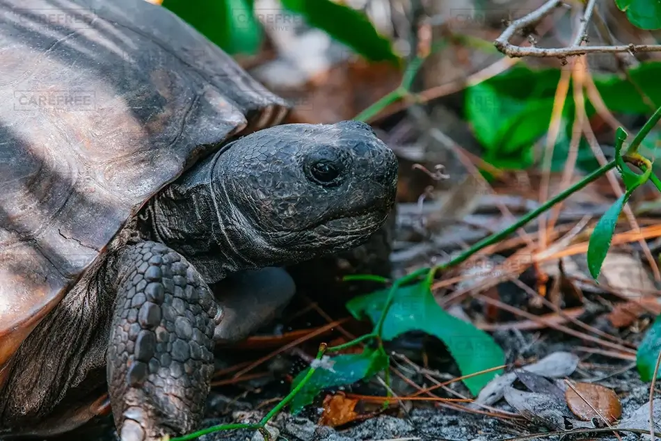 General Section Image