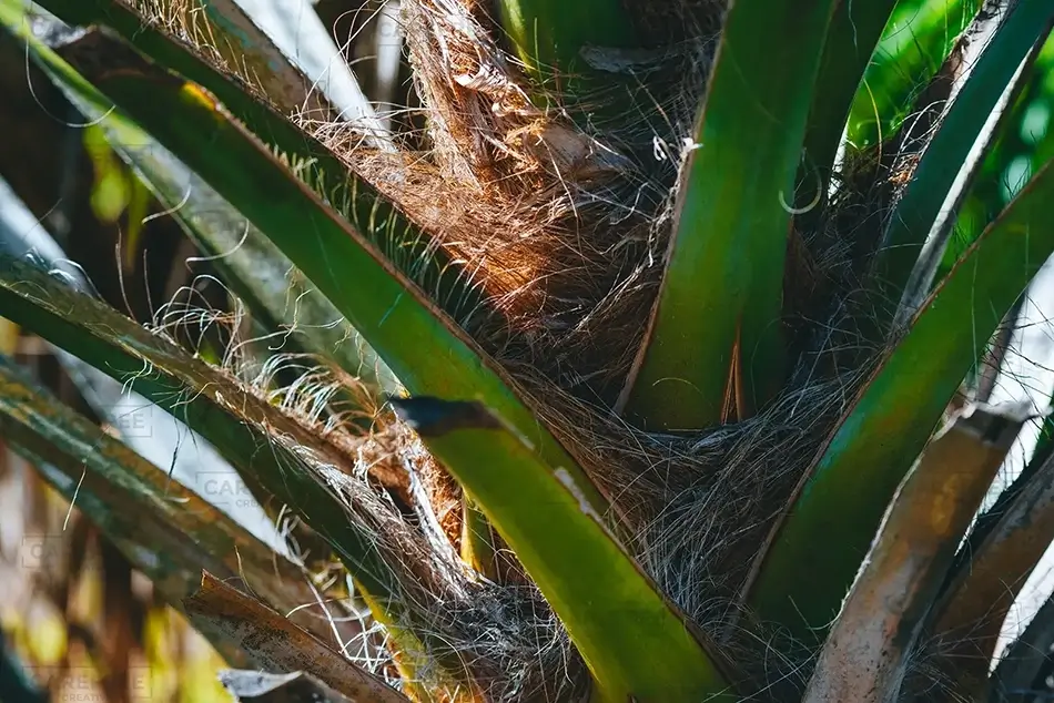 General Section Image