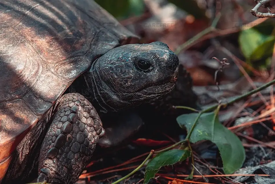 General Section Image