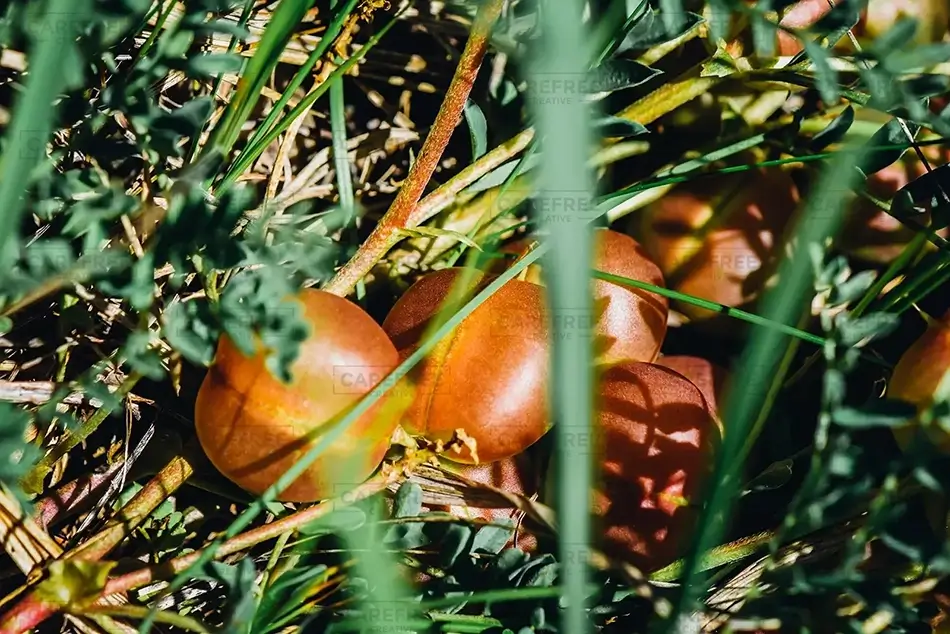 General Section Image