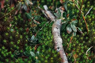 Artist Bluff Fallen Branch On Moss