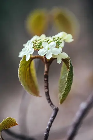 Artist Bluff Small White Flowers And Buds