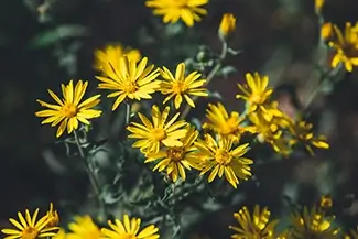 Black Canyon Of The Gunnison Bright Golden Asters