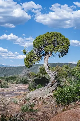 Black Canyon Of The Gunnison Twisted Gnarled Juniper Tree