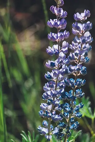 Black Canyon Of The Gunnison Purple Lupine Flowers Blooming