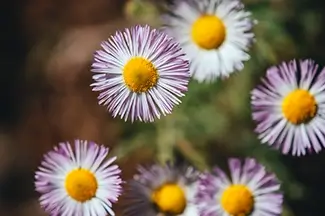 Black Canyon Of The Gunnison Pale Purple And White Daisies