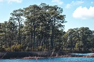 Bon Secour National Wildlife Refuge Tall Pines Along The Water