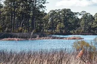 Bon Secour National Wildlife Refuge Tranquil Coastal Wetland Scenery