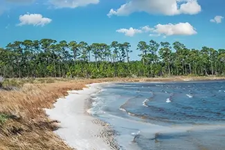 Bon Secour National Wildlife Refuge White Sand Beach With Pines