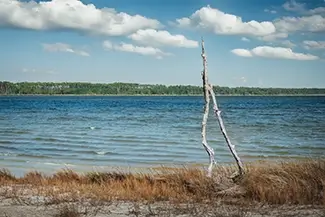 Bon Secour National Wildlife Refuge Weathered Driftwood On Shore