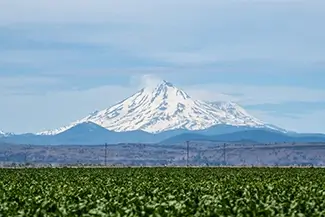 California Majestic Snow Capped Mount Shasta