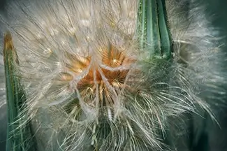 Canyons Of The Ancients Salsify Seed Puff