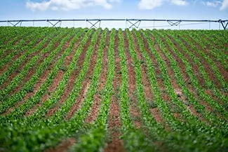 Canyons of the Ancient National Monument Agricultural Field Under Blue Sky