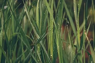 Castlewood Canyon State Park Green Grass With Morning Dew