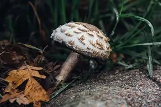 Castlewood Canyon State Park Scaly White And Brown Mushroom