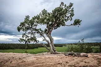 Castlewood Canyon State Park Gnarled Tree On Rocky Outcrop
