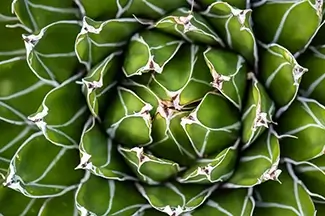 Denver Botanical Garden Agave Geometric White Patterned