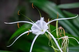 Denver Botanical Garden Delicate White Spider Lily