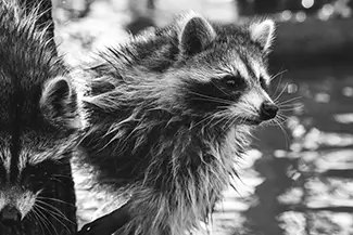 Honey Island Swamp Raccoon in its Natural Habitat