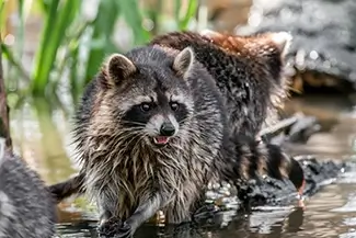 Honey Island Swamp Raccoons Walking in Water