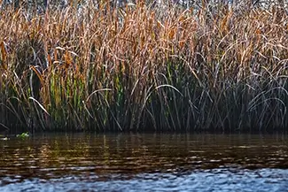 Honey Island Swamp Tall Grass and Reflections